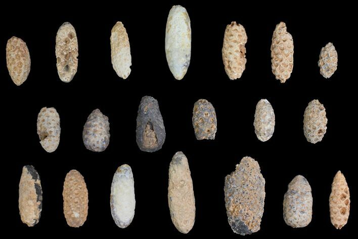 Lot: Fossil Seed Cones (Or Aggregate Fruits) - Pieces #148847